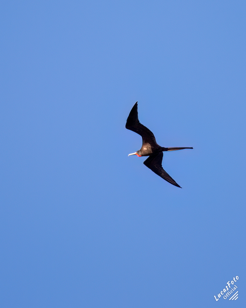 Magnificent Frigatebird