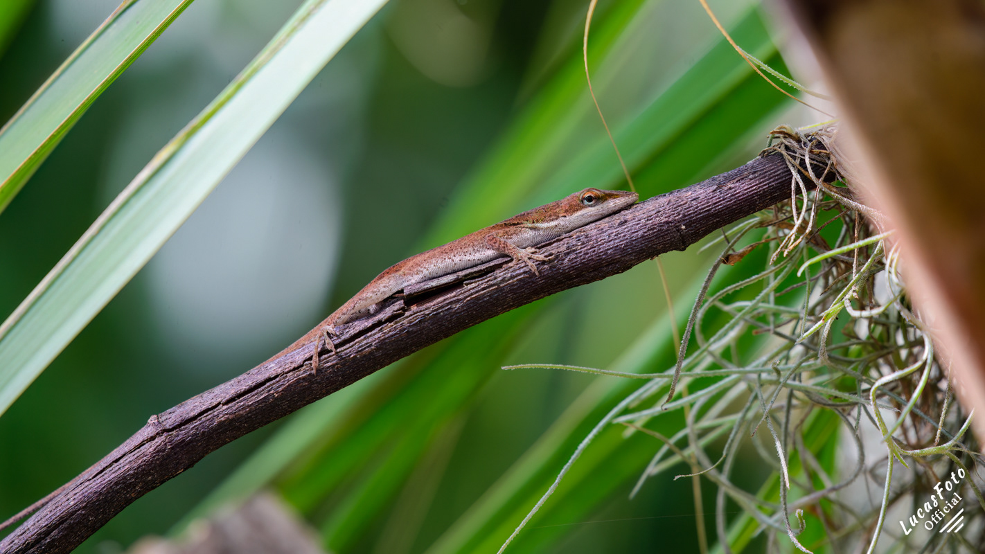 Brown Anole
