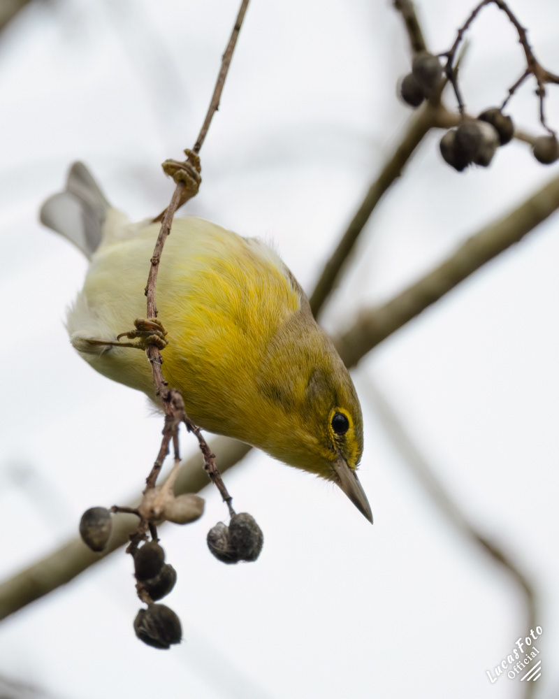 Pine Warbler