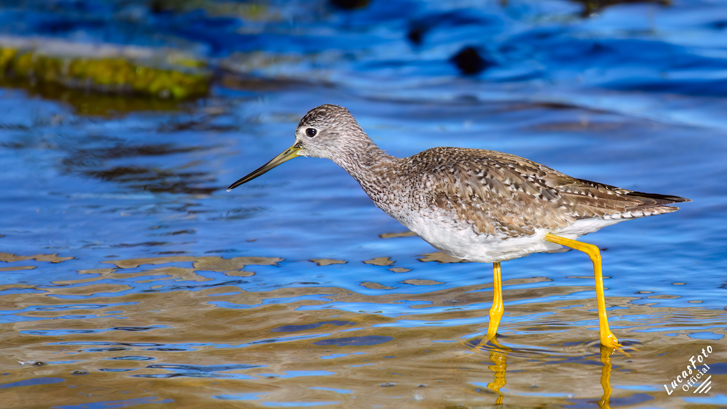 Greater Yellowlegs