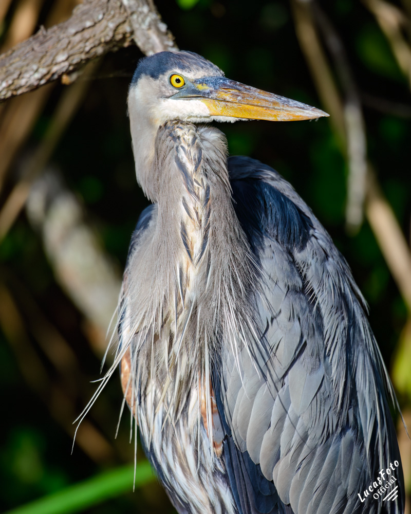 Great Blue Heron