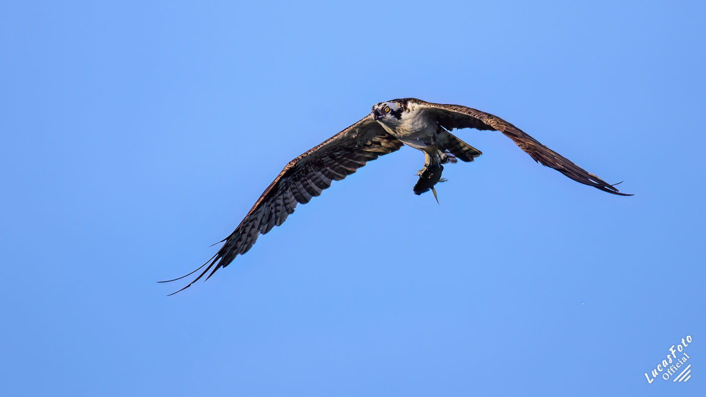 Osprey