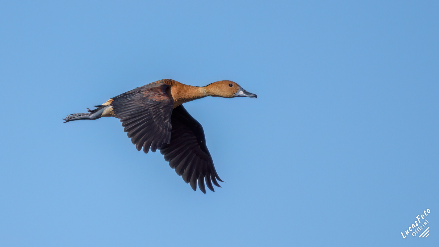 Fulvous Whistling-Duck
