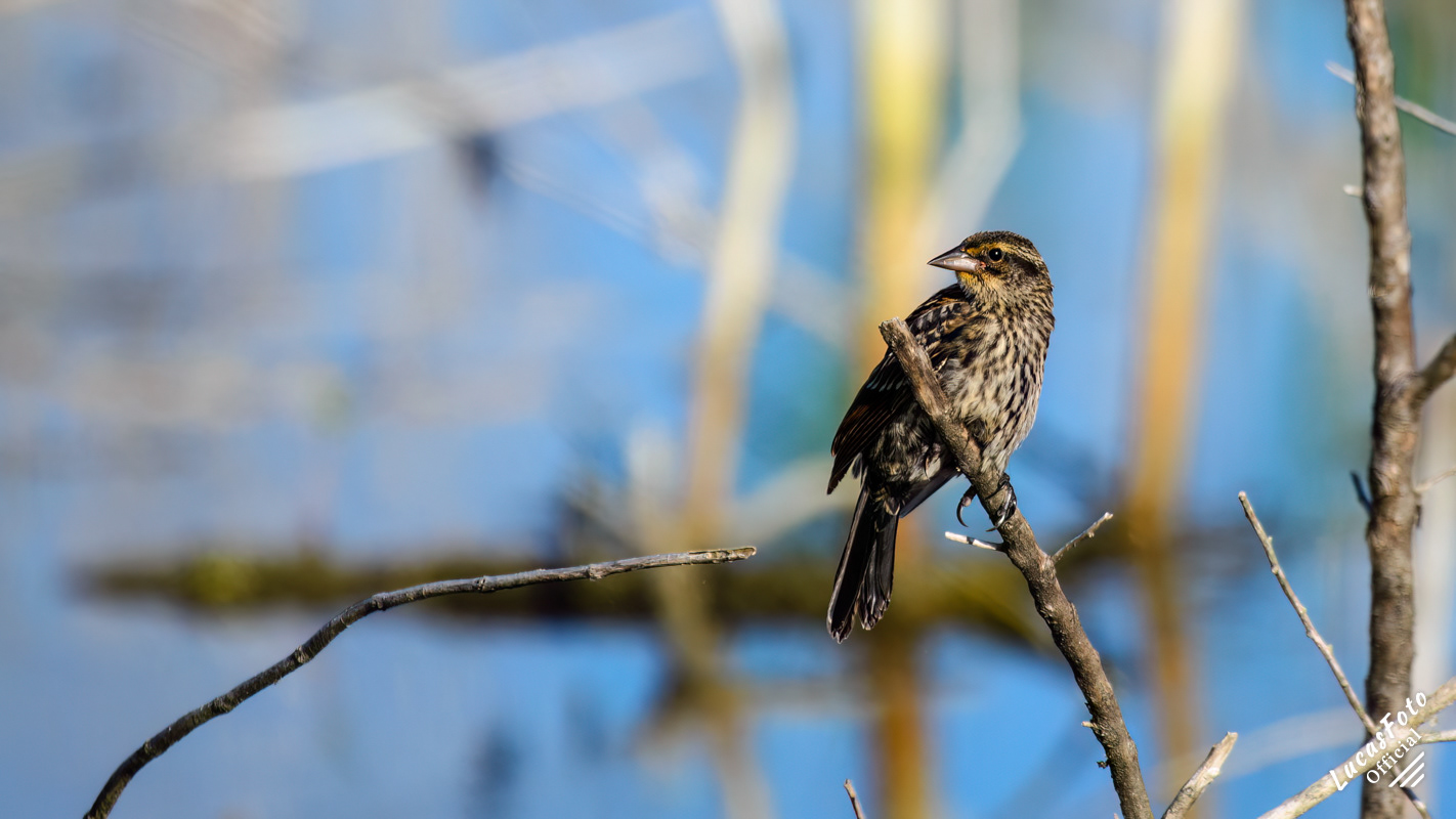 Red-winged Blackbird