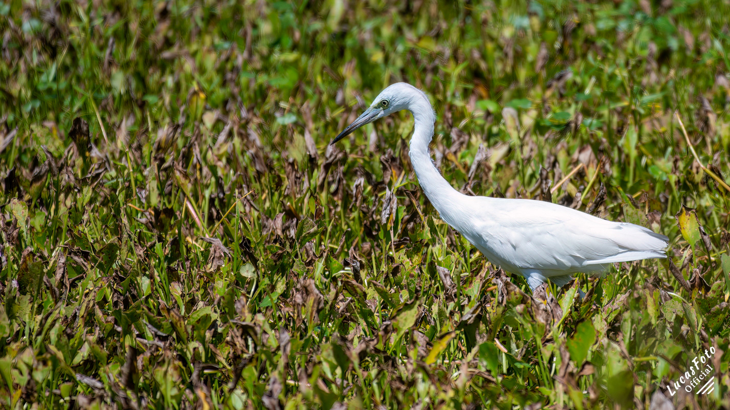 Juvenile Little Blue Heron