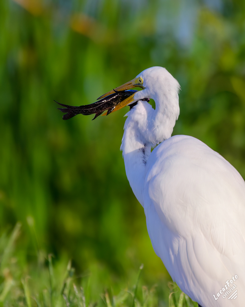 Great Egret