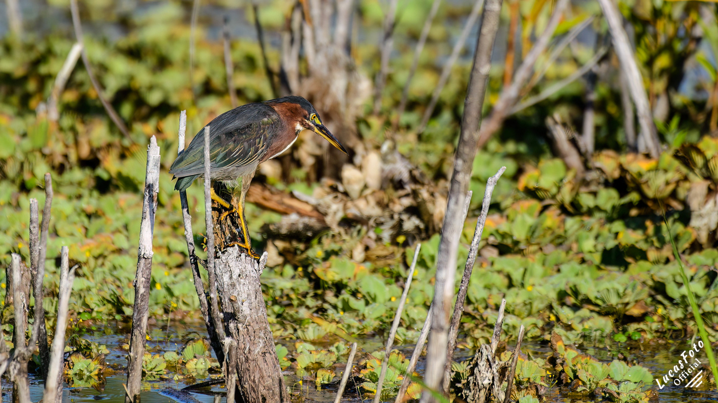 Green Heron