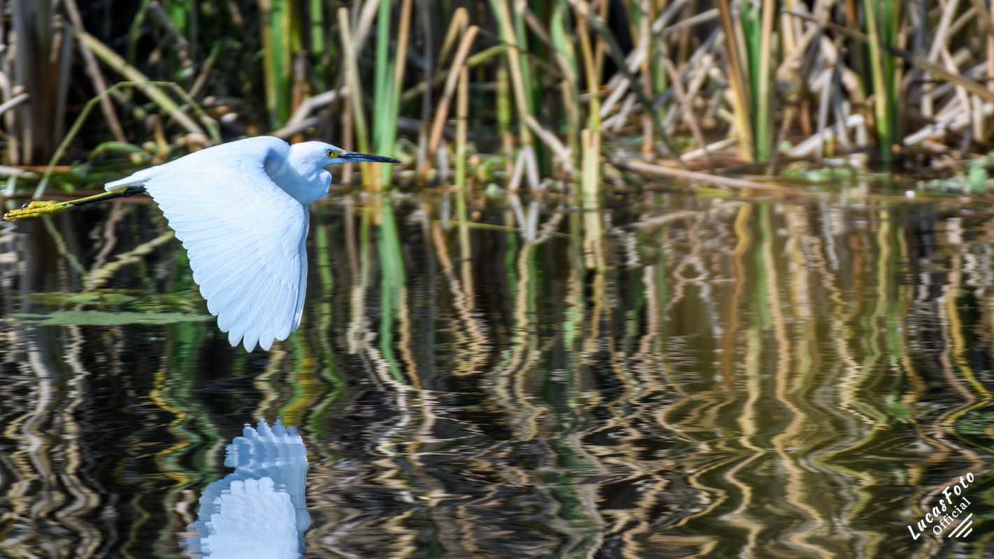 Snowy Egret