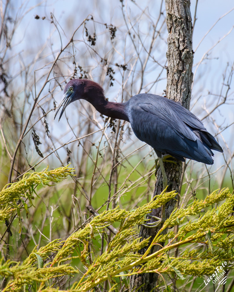 Little Blue Heron