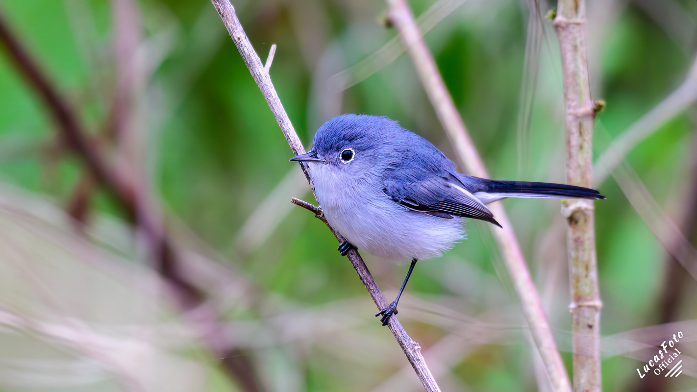 Blue-gray Gnatcatcher