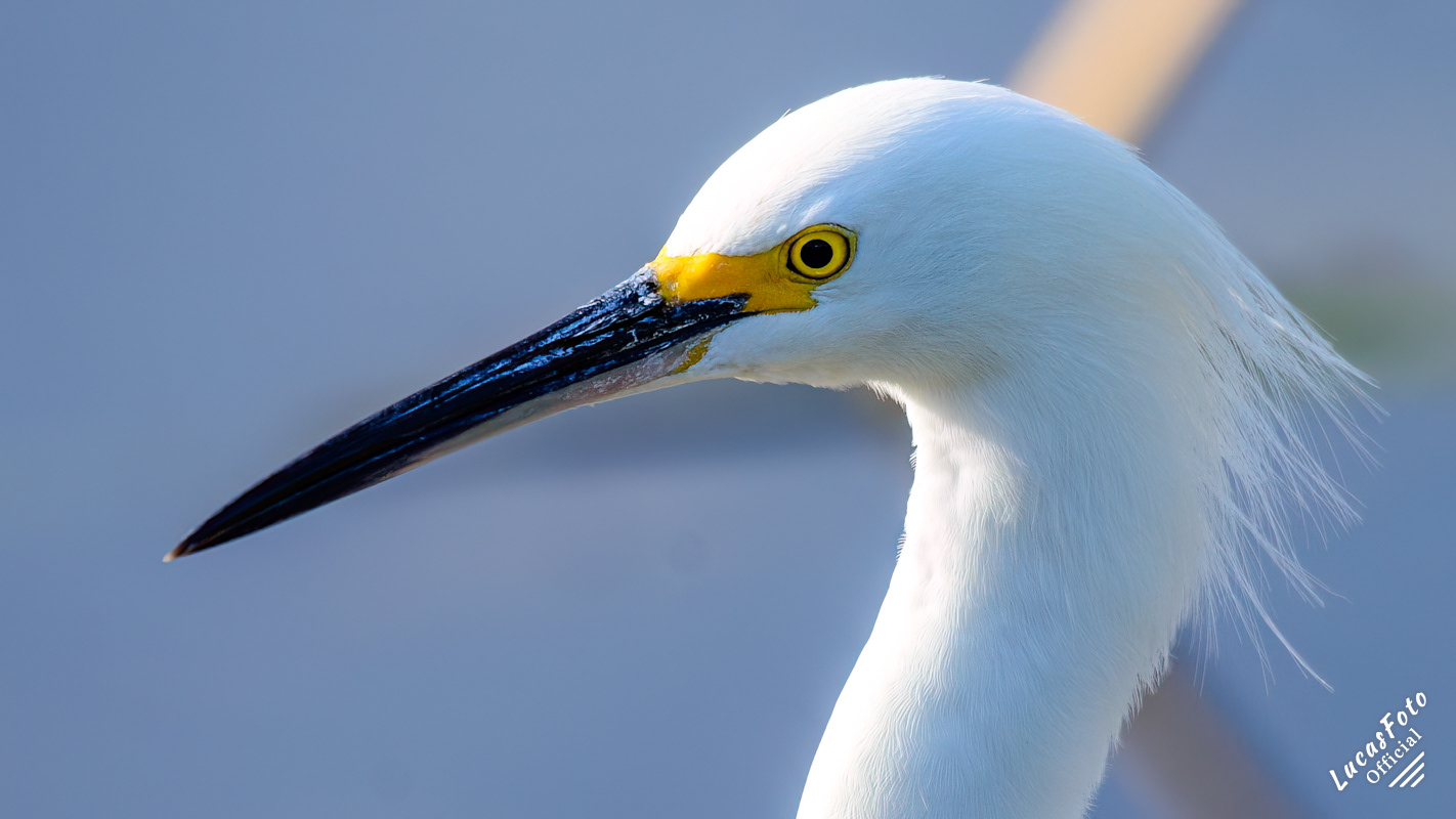 Snowy Egret