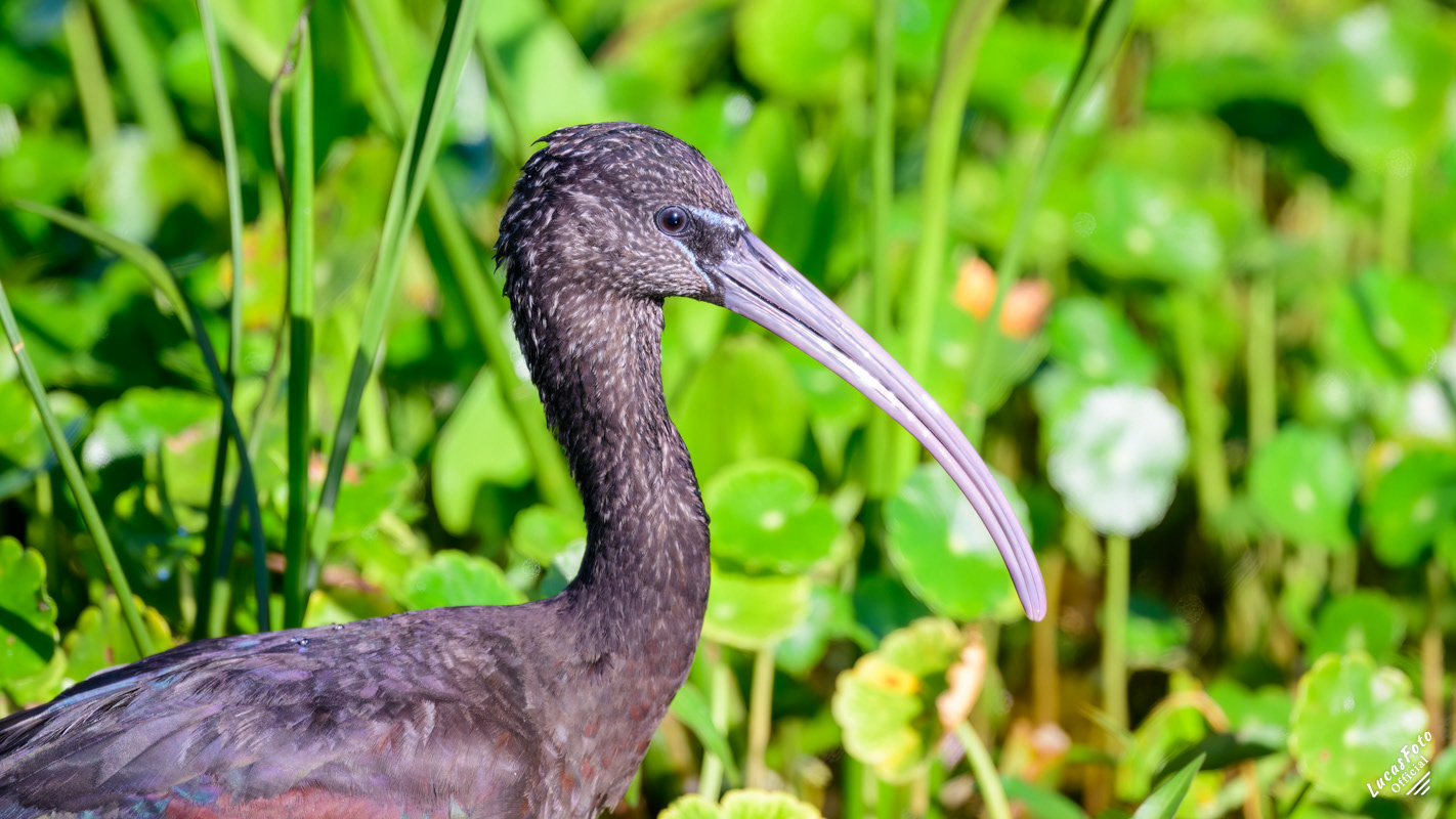 Glossy Ibis