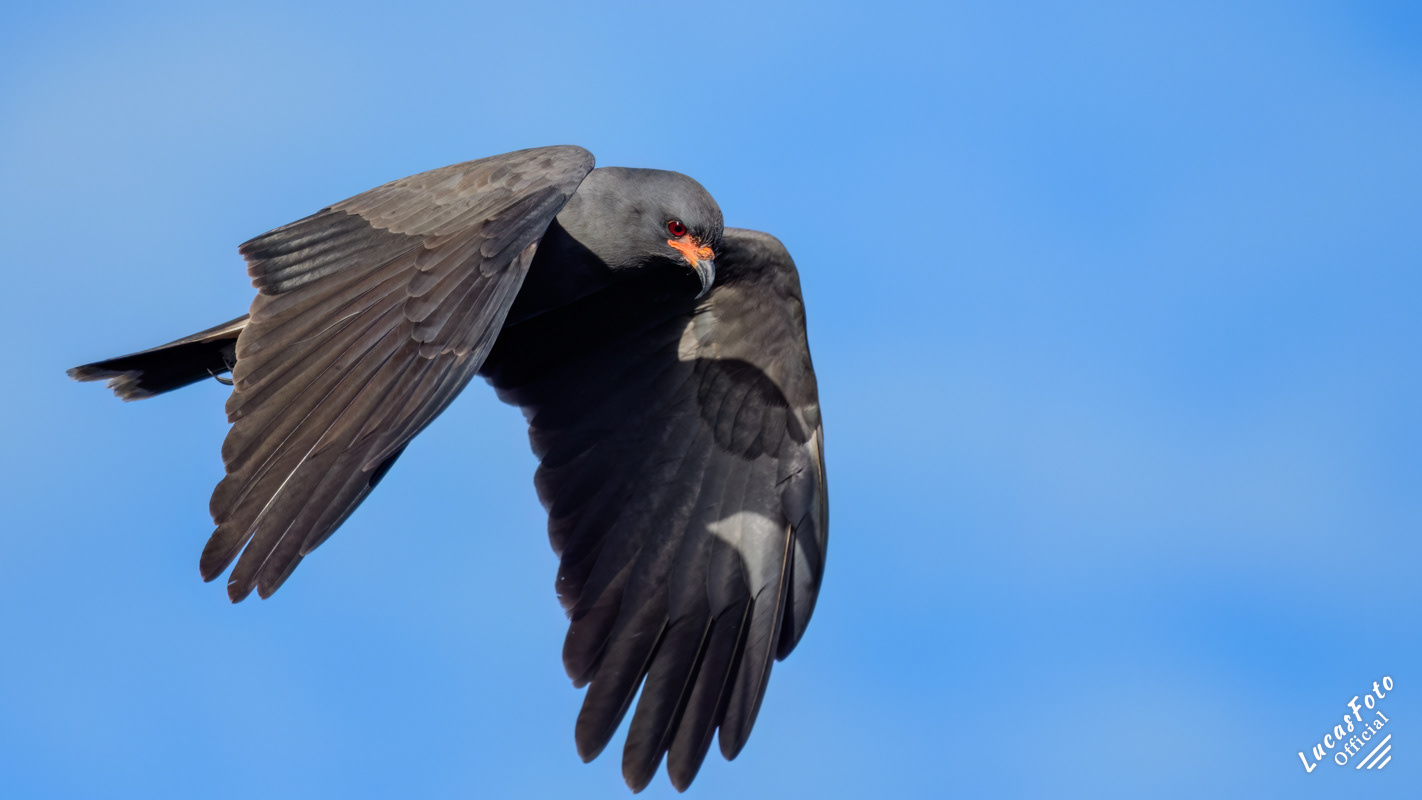 Snail Kite