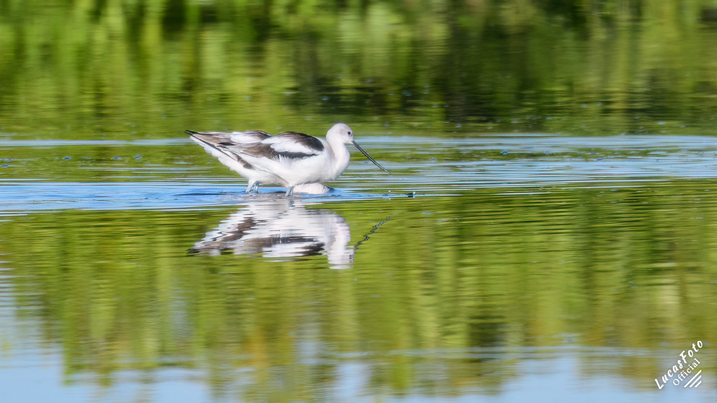 American Avocet