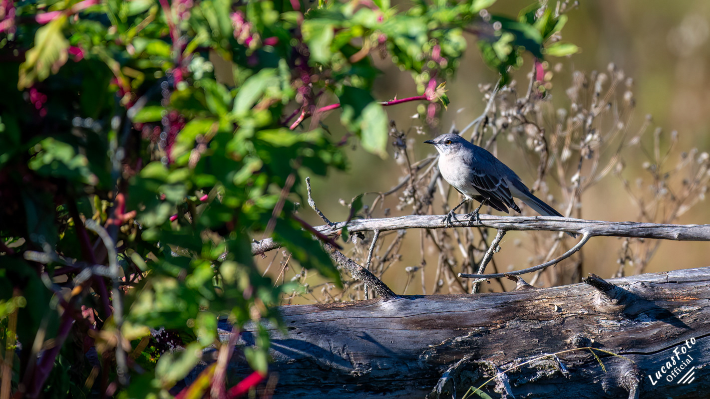 Northern Mockingbird