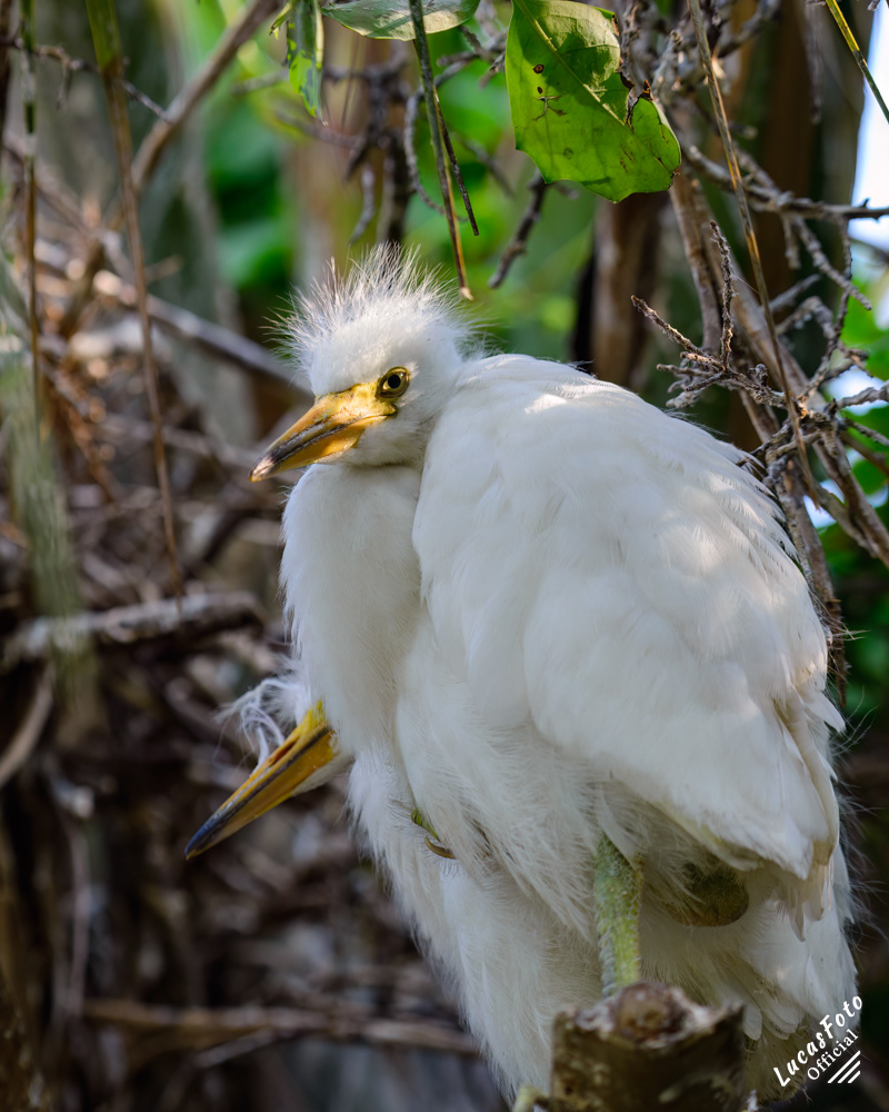 Great Egret