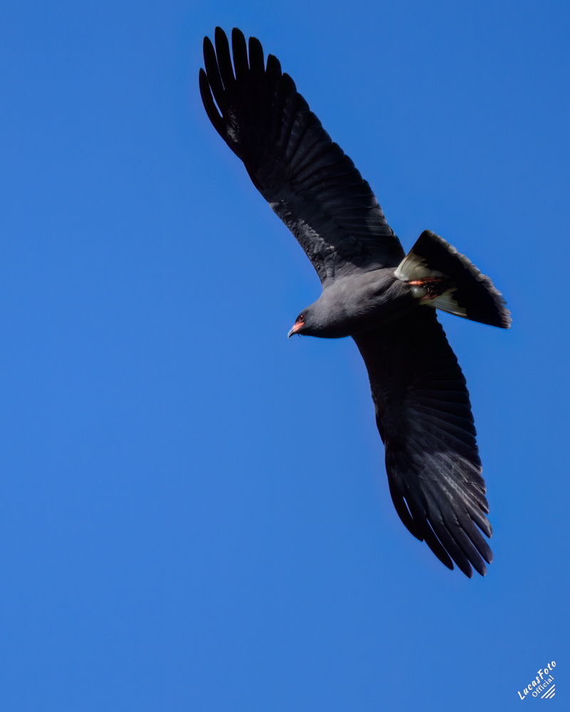 Snail Kite