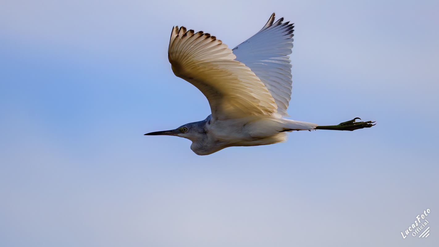 Little Blue Heron