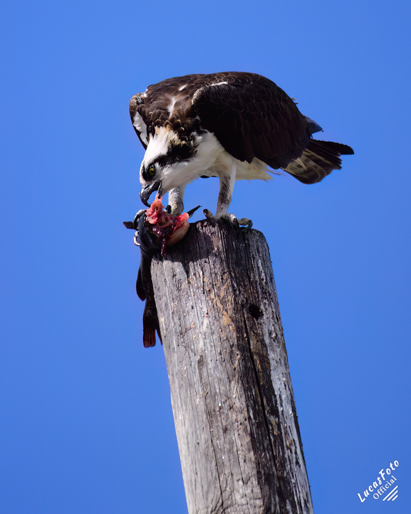 Osprey