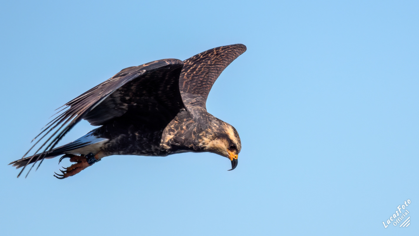 Snail Kite