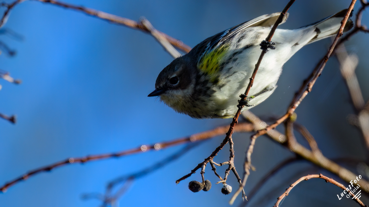Yellow-rumped Warbler