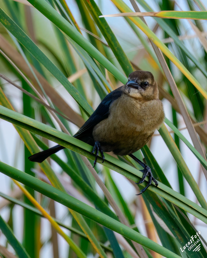 Boat-tailed Grackle