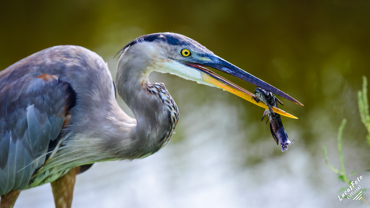 Great Blue Heron