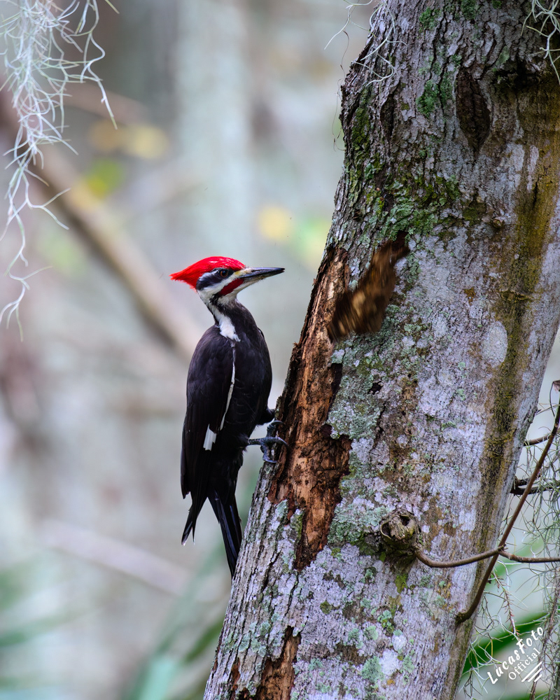 Pileated Woodpecker