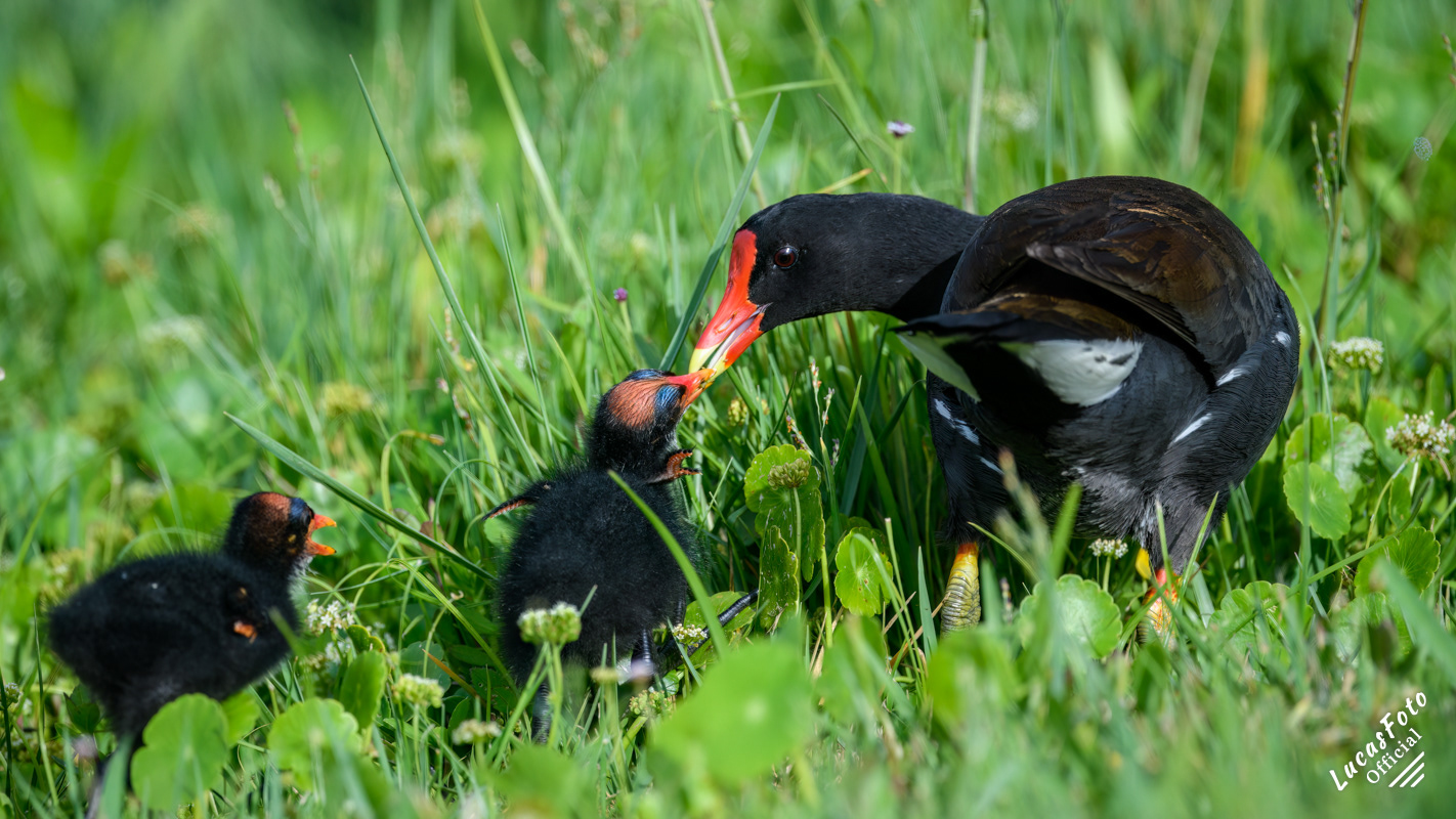 Common Gallinule