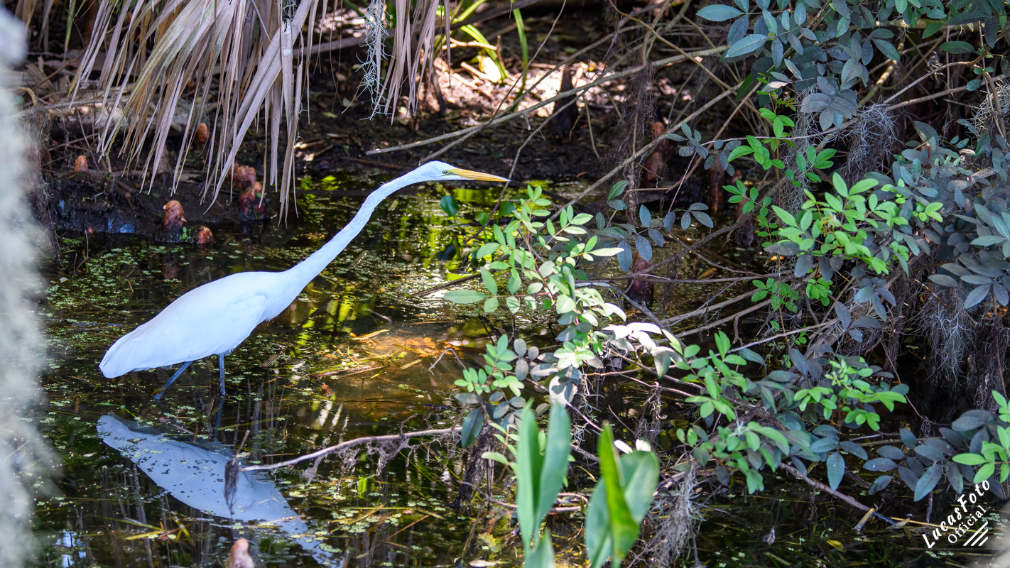 Great Egret