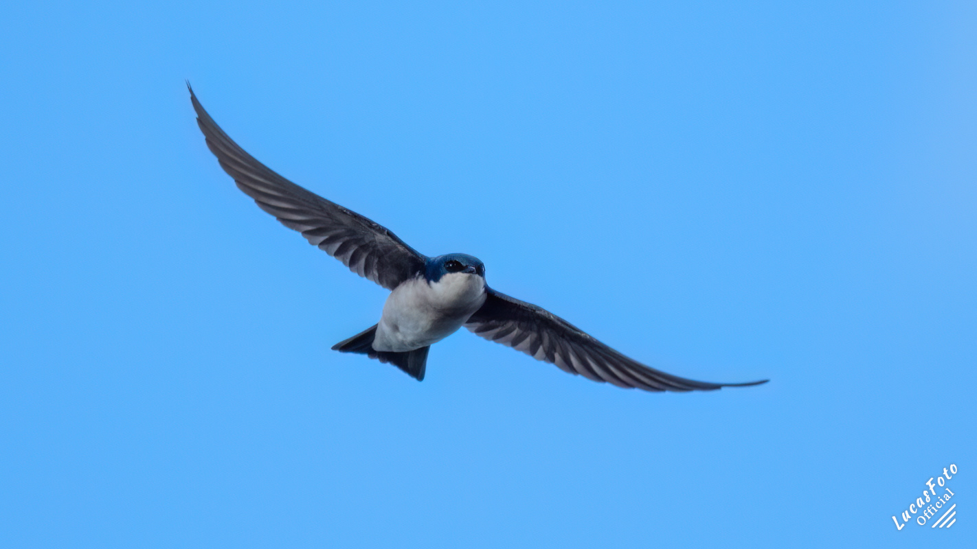 Tree Swallow