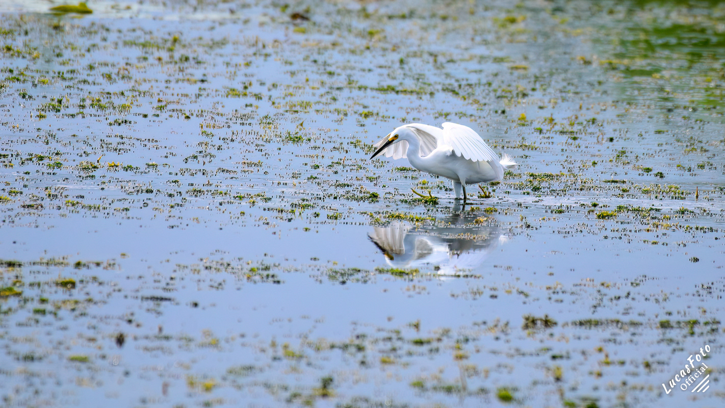 Snowy Egret
