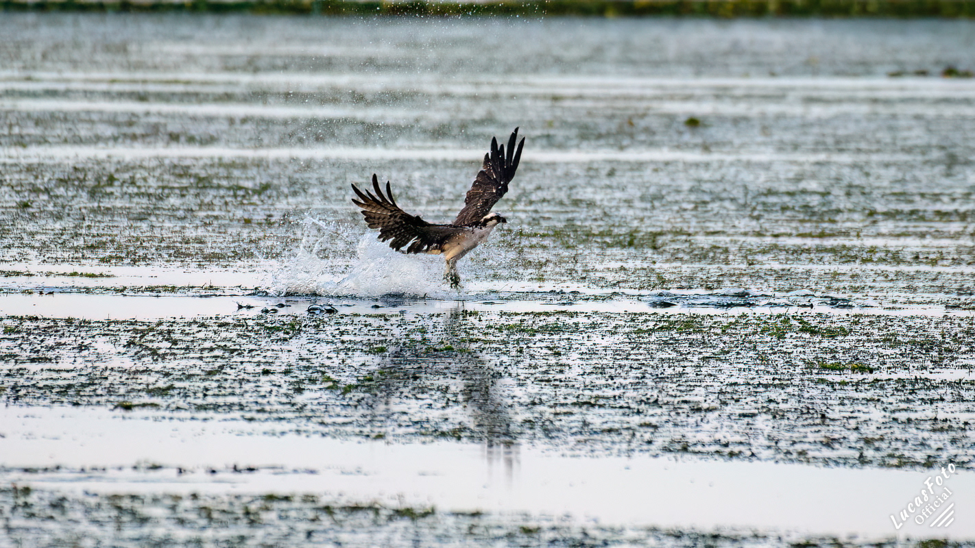 Osprey