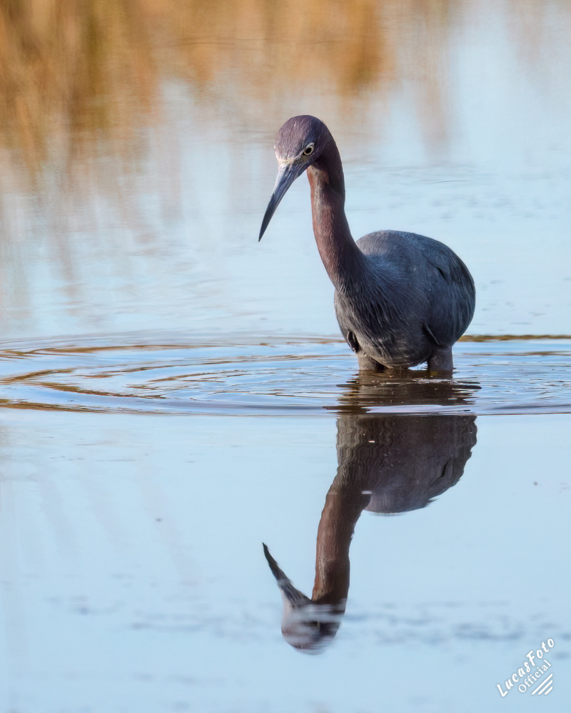 Little Blue Heron
