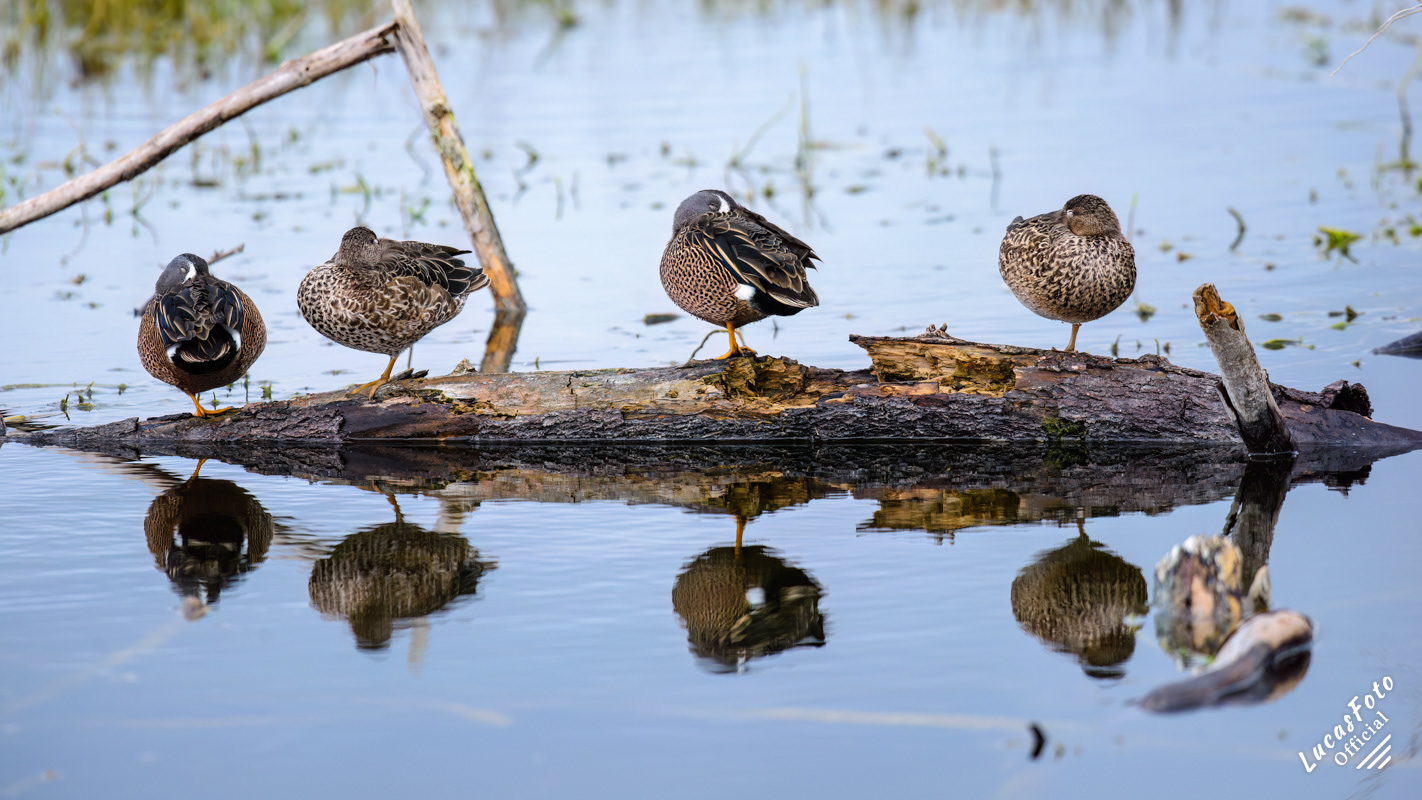 Blue-winged Teal