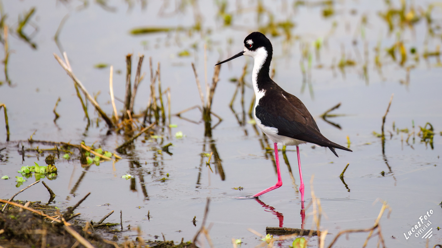 Black-necked Stilt
