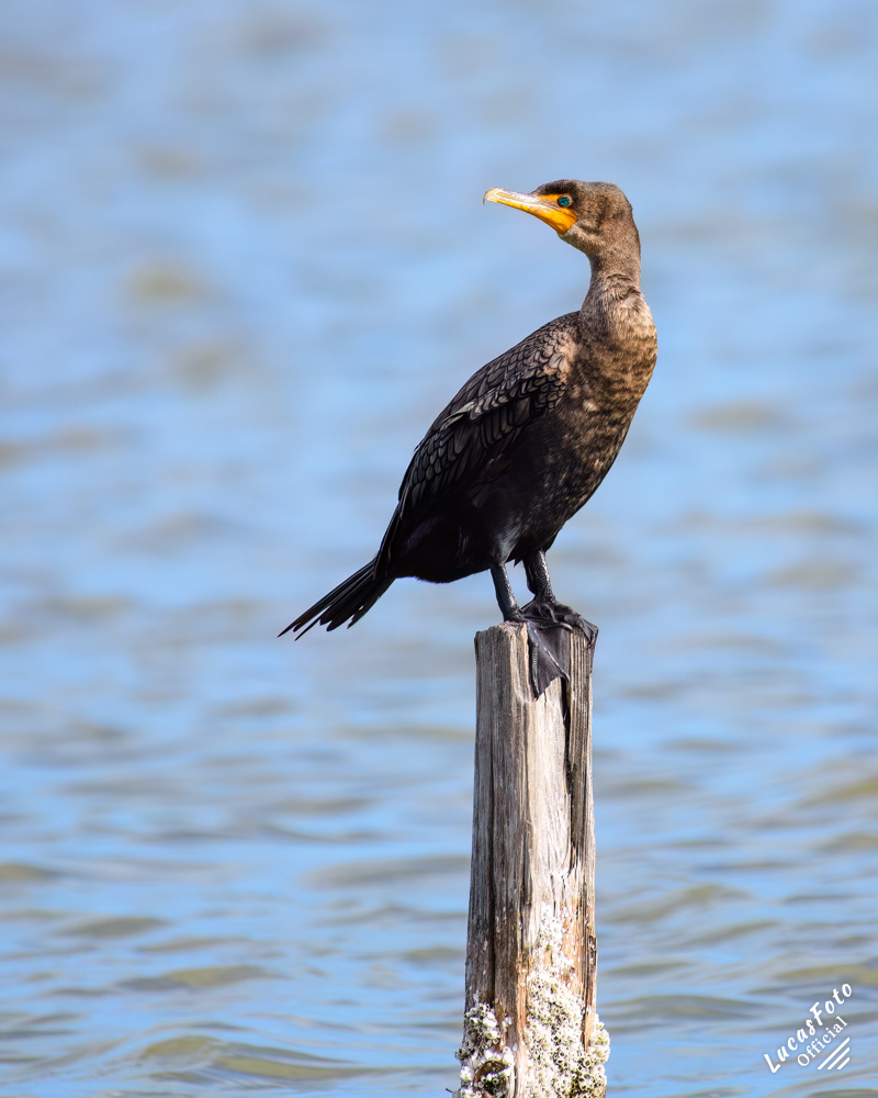 Double-crested Cormorant