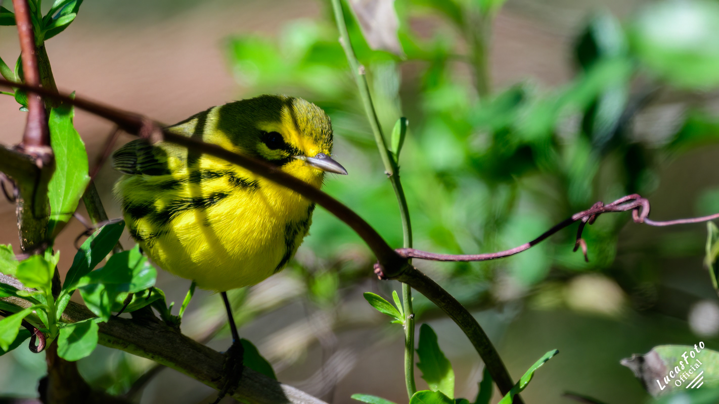 Prairie Warbler