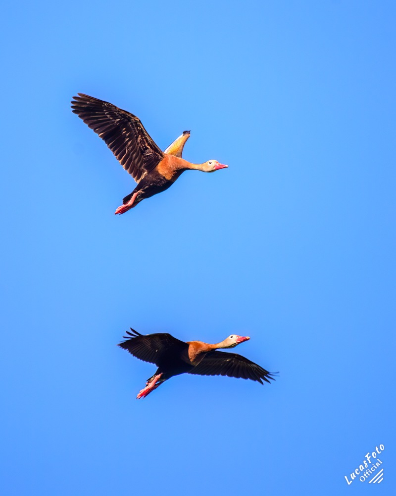 Black-bellied Whistling-Duck