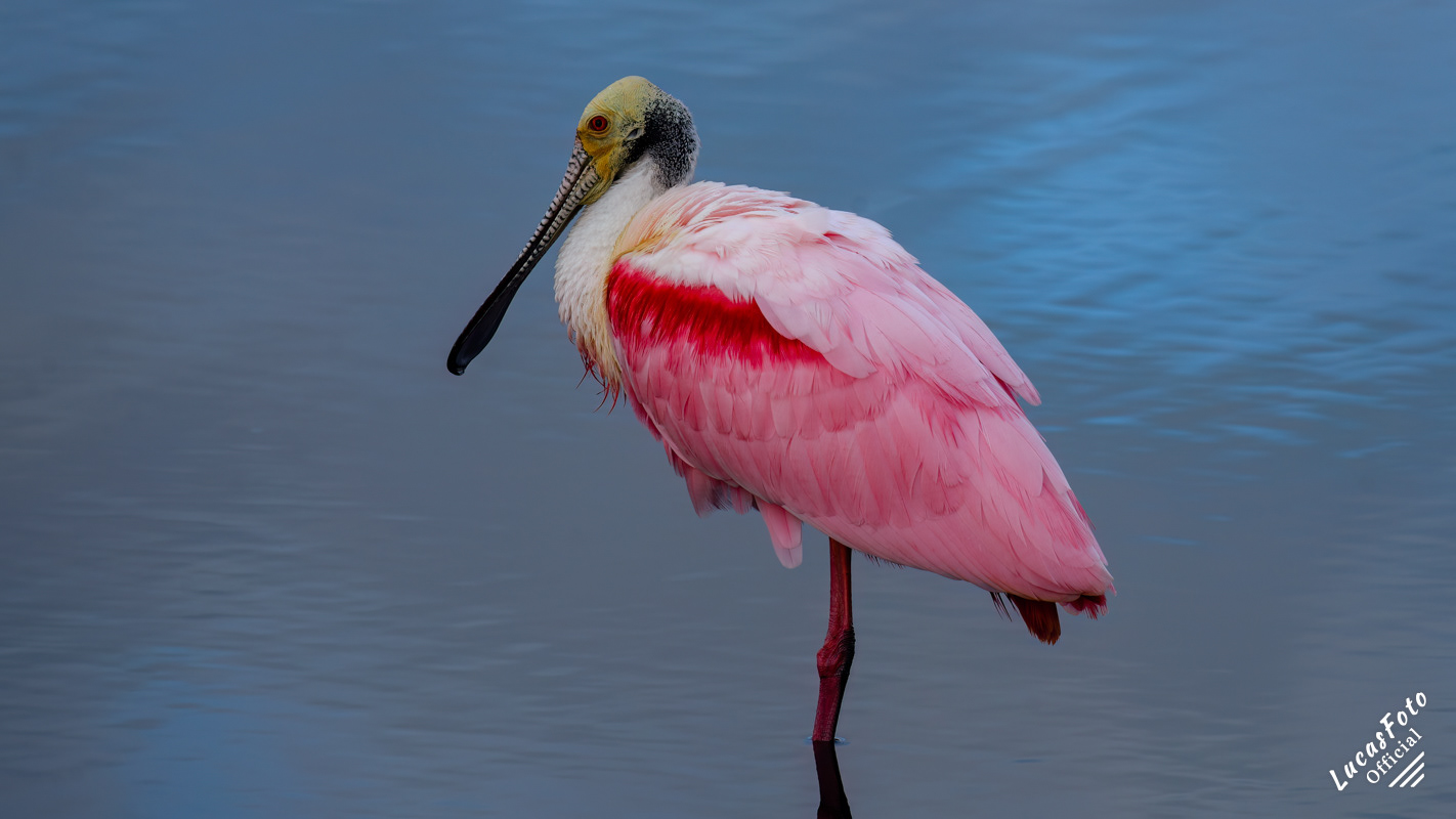 Roseate Spoonbill