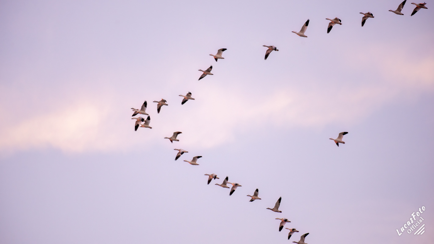 Snow Geese
