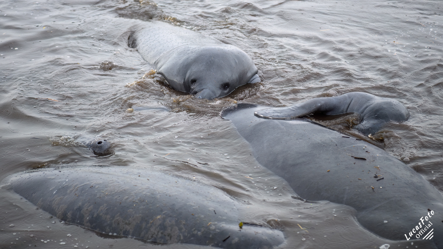 Manatee Mating Ball/Herd