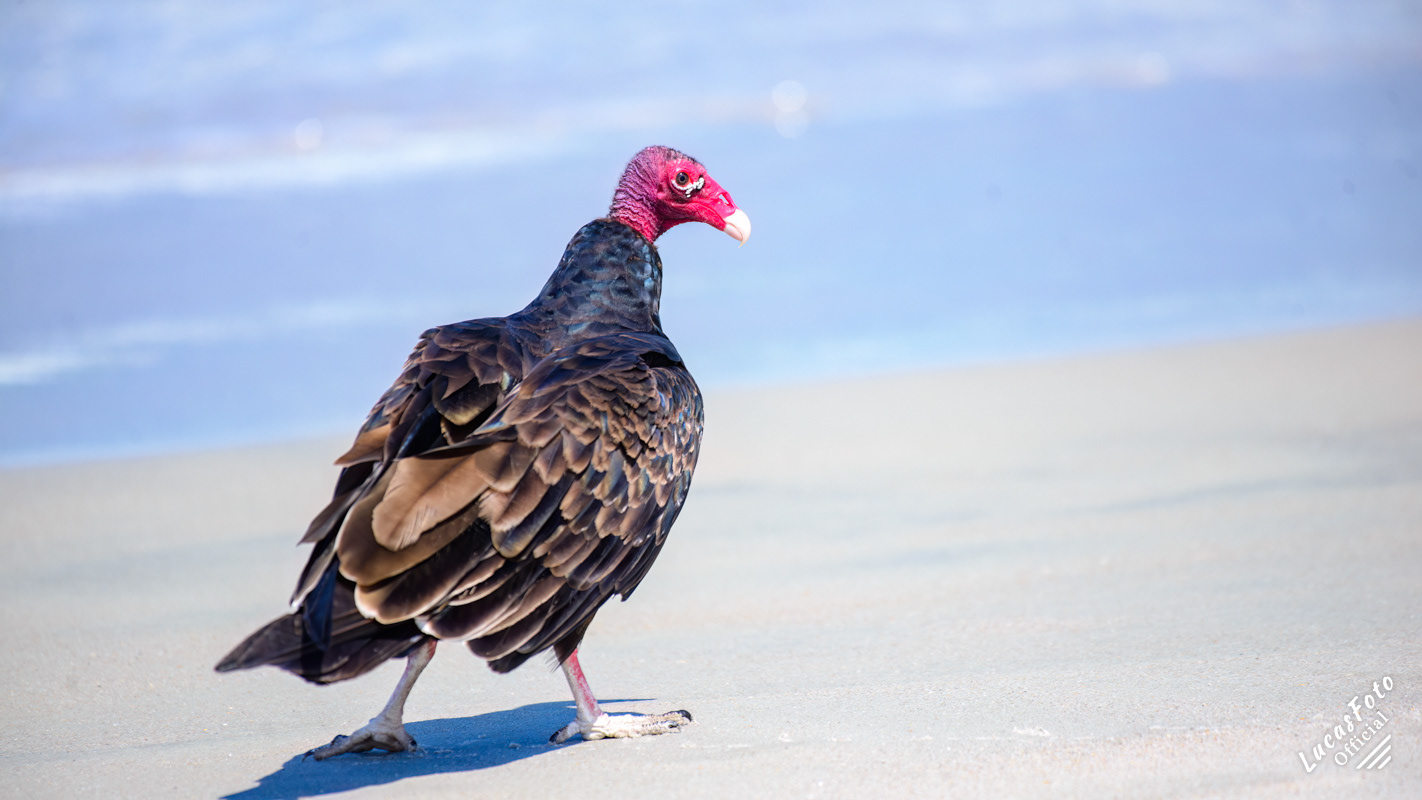 Turkey Vulture
