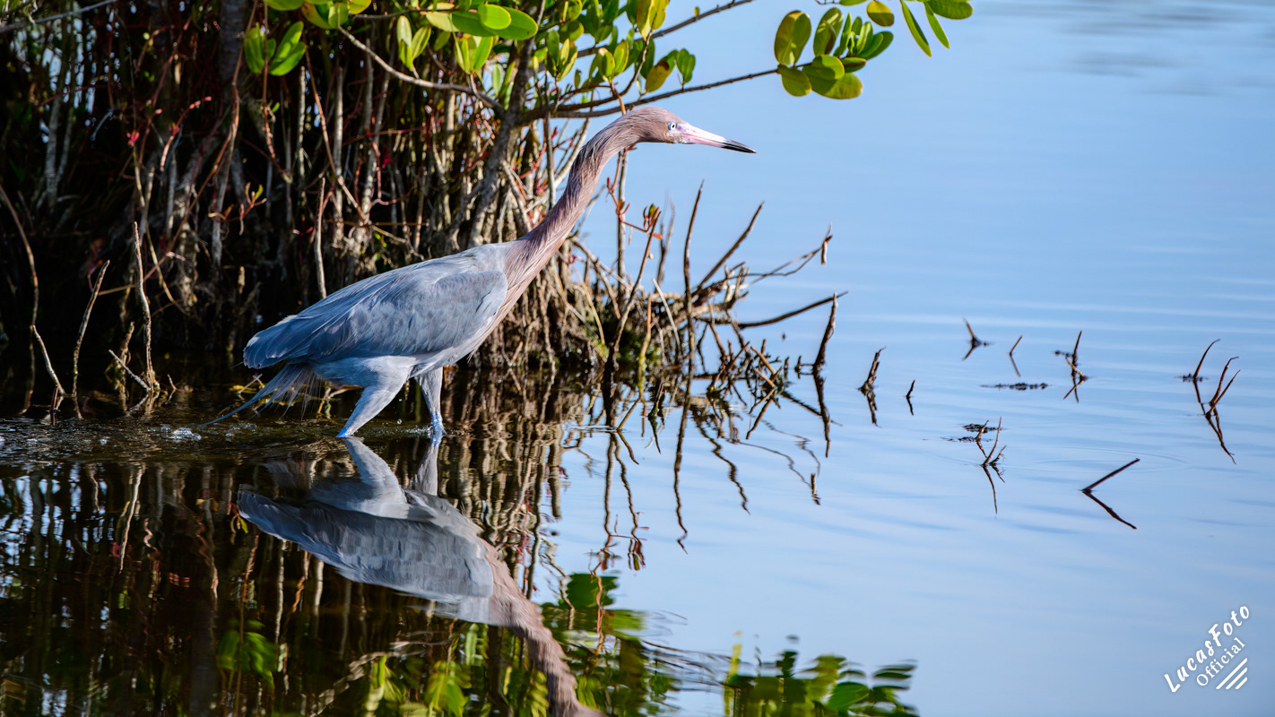 Reddish Egret