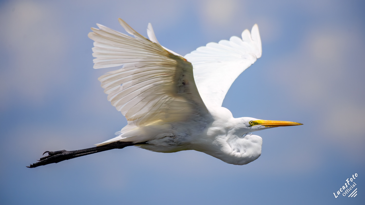 Great Egret