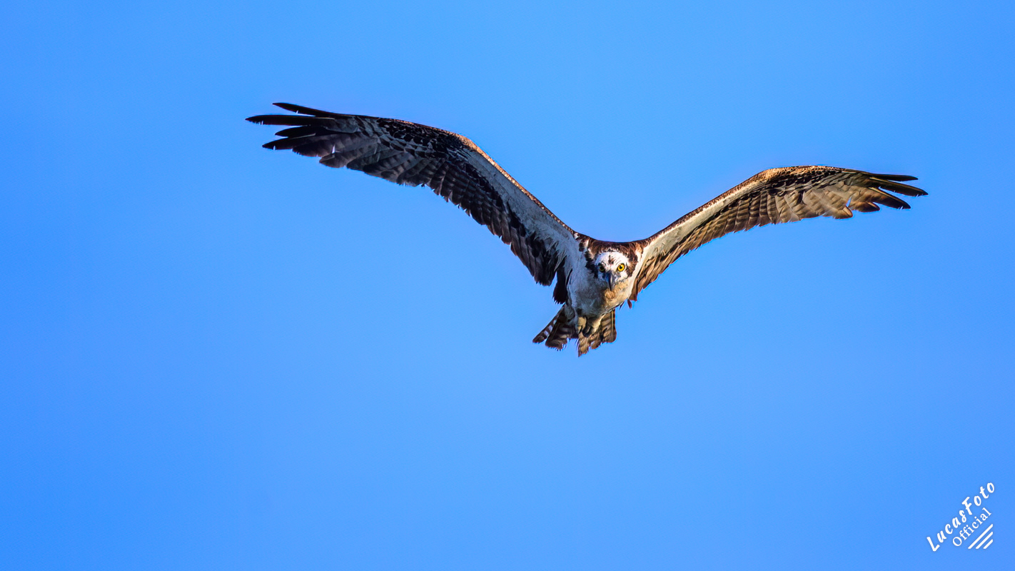 Osprey
