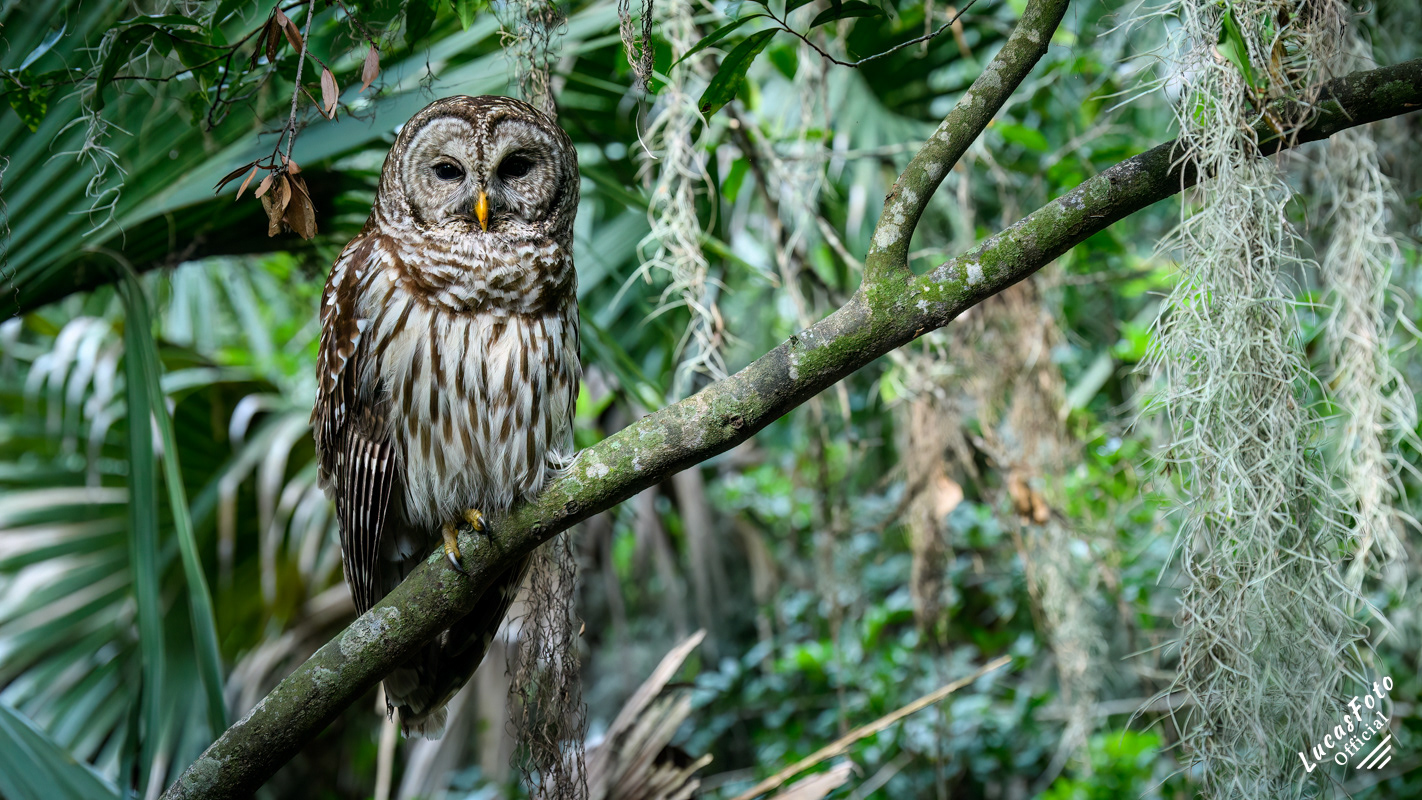 Barred Owl