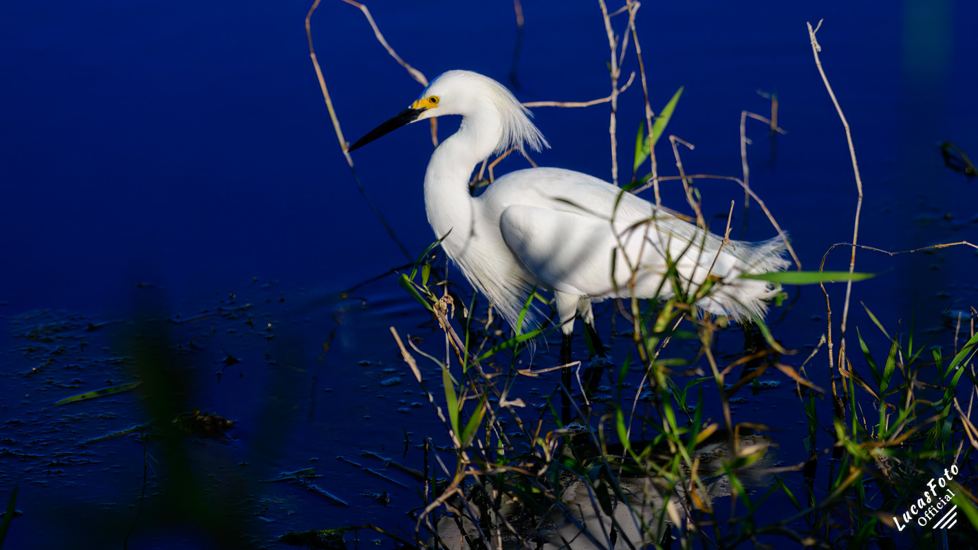 Snowy Egret
