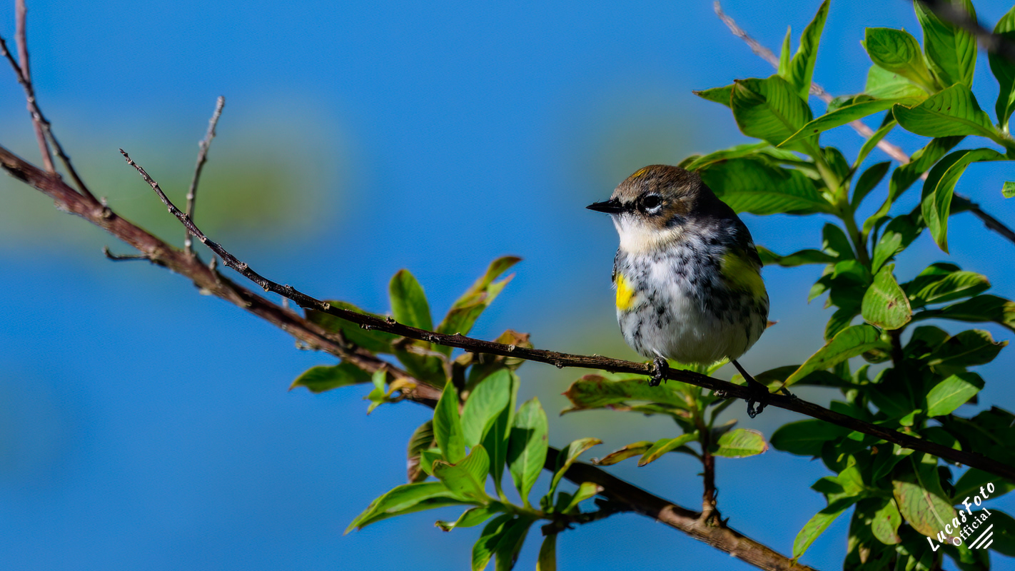 Yellow-rumped Warbler