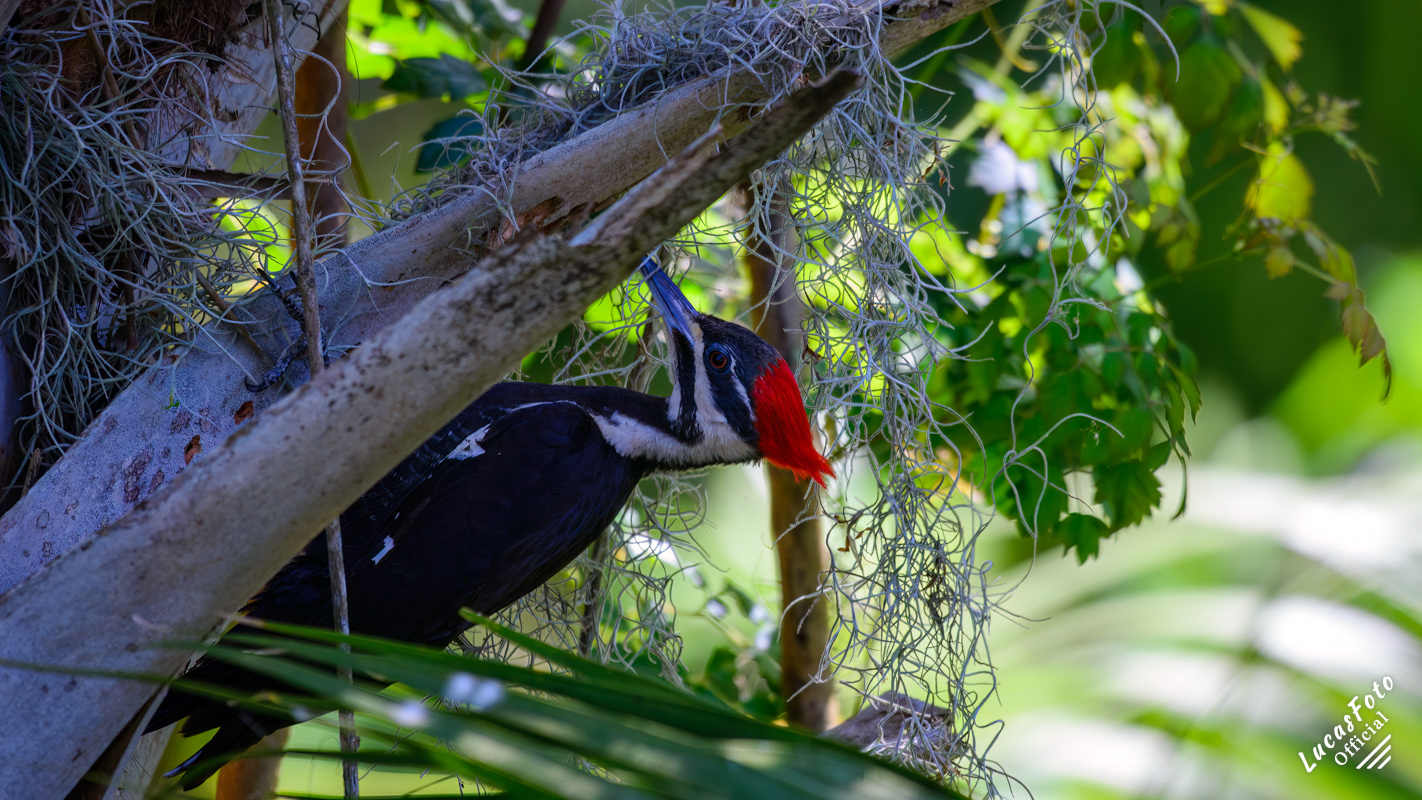 Pileated Woodpecker